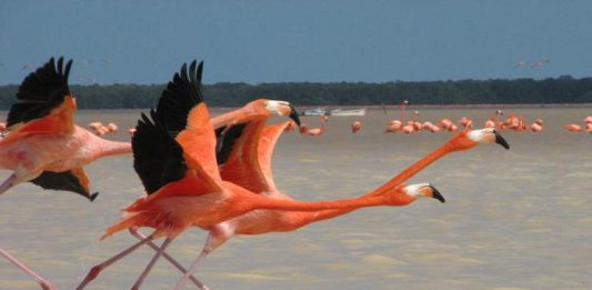 Başarılı öğrenme incelikleri…