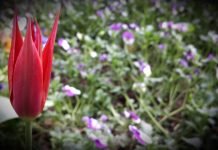 Lalelerin geçit töreni…