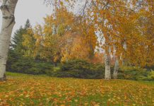 Huş ağacının eşsiz güzelliği…