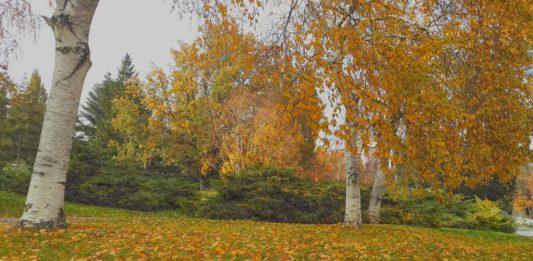 Huş ağacının eşsiz güzelliği…