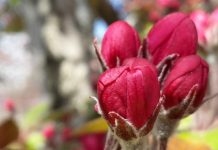 Elma ağacı canlanırken…