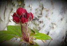 Elma ağacının ihtişamı…