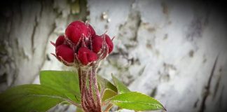 Elma ağacının ihtişamı…