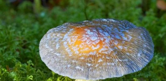 Kul hakkı yiyerek kurtulabilir mi insan?