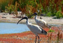 Bize haset eden birisiyle etkili bir mücadele taktiği…