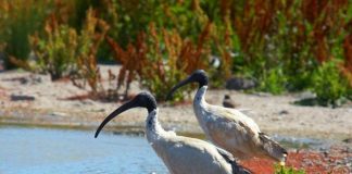 Bize haset eden birisiyle etkili bir mücadele taktiği…