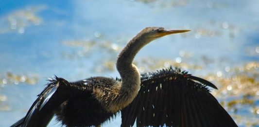 Duygularını sen seçersin…