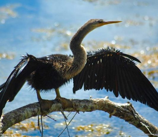 Duygularını sen seçersin…