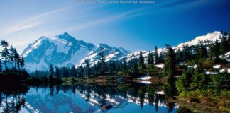 Çam kozalaklarının sırrı…