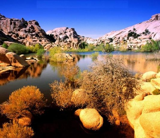 Ruhsal Zeka: Israr edebilme gücü…