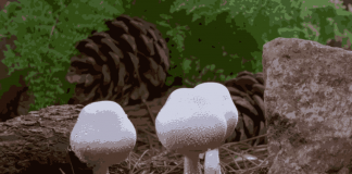 Mantarların muhteşem yaradılışı…