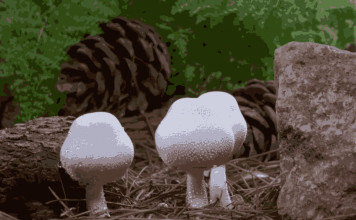 Mantarların muhteşem yaradılışı…