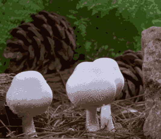 Mantarların muhteşem yaradılışı…