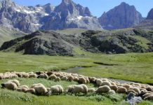 Baharı karşılayan koyunlar…