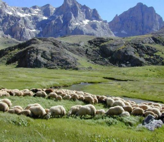 Baharı karşılayan koyunlar…