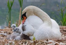 Sevgiden şefkat duygusuna…