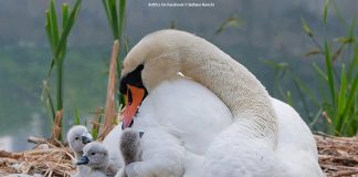 Sevgiden şefkat duygusuna…