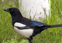 Saksağan ekmeğini yerken…