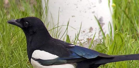 Saksağan ekmeğini yerken…