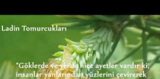 Ladin tomurcuklarının yaradılışı…