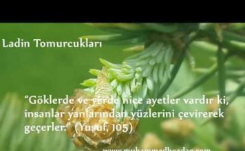 Ladin tomurcuklarının yaradılışı…