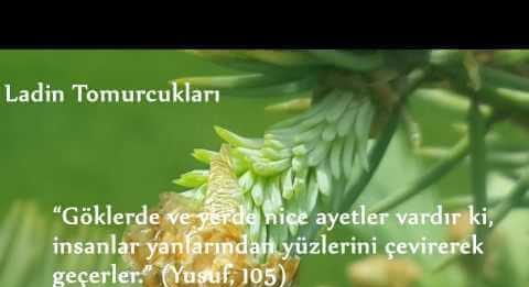 Ladin tomurcuklarının yaradılışı…