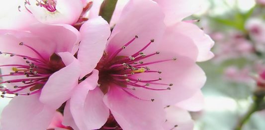 Allah geleceği biliyorsa, bizi neden sınıyor?