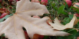 Kusursuzluk saplantısı insanı daha büyük kusurlara düşürür.