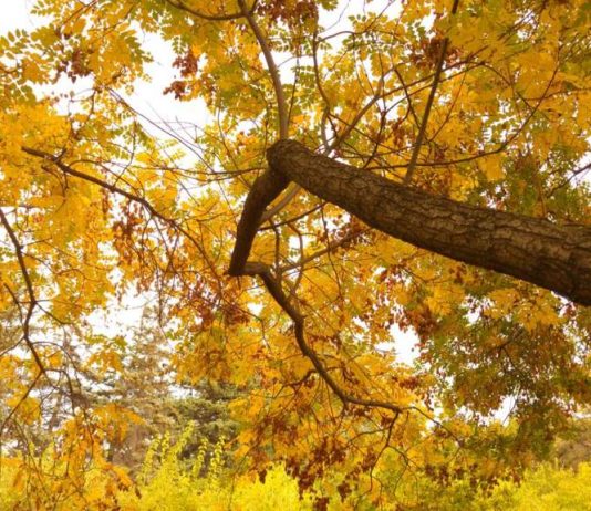 Allah iyilik için çabalayan kulunun yardımcısıdır.