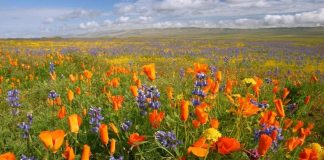 Aile bağlarını ayakta tutan selam, saygı, ilgi ve takdir davranışlarıdır.