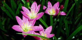 Amaçlarına ulaşamayan kişinin kafa karışıklığı…