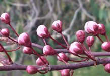 Sevgililer günü kutlamak bize yakışır mı?