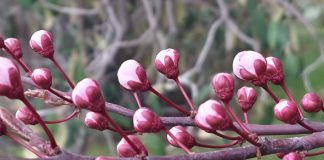 Sevgililer günü kutlamak bize yakışır mı?