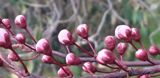 Sevgililer günü kutlamak bize yakışır mı?