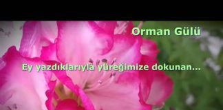 Terasımdaki orman gülü…