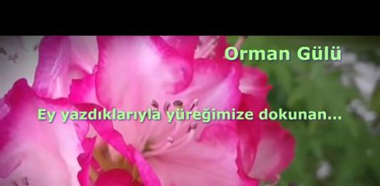 Terasımdaki orman gülü…