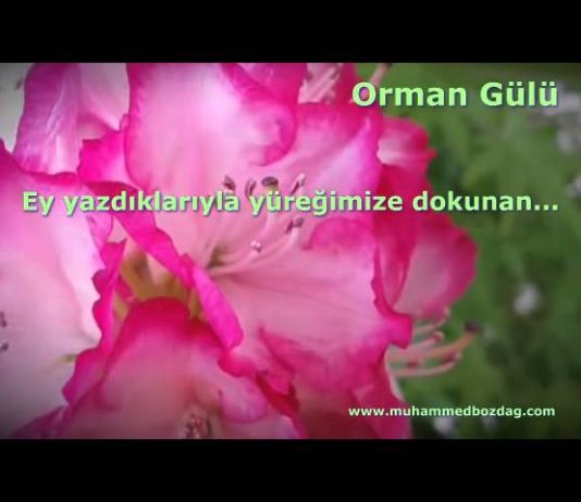Terasımdaki orman gülü…